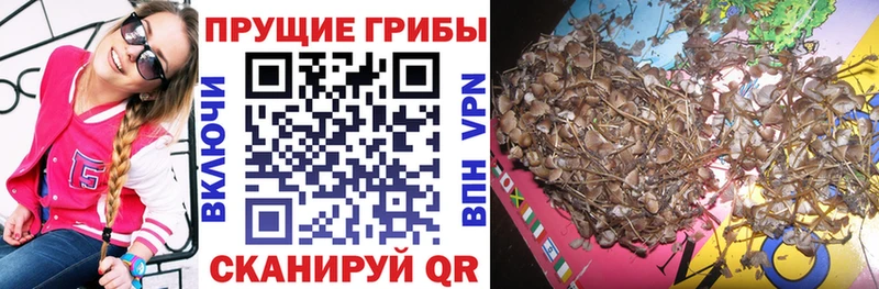 хочу наркоту  Ковров  Галлюциногенные грибы мухоморы 